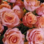 Baby Rosever Roses Branchue d'Equateur Ethiflora